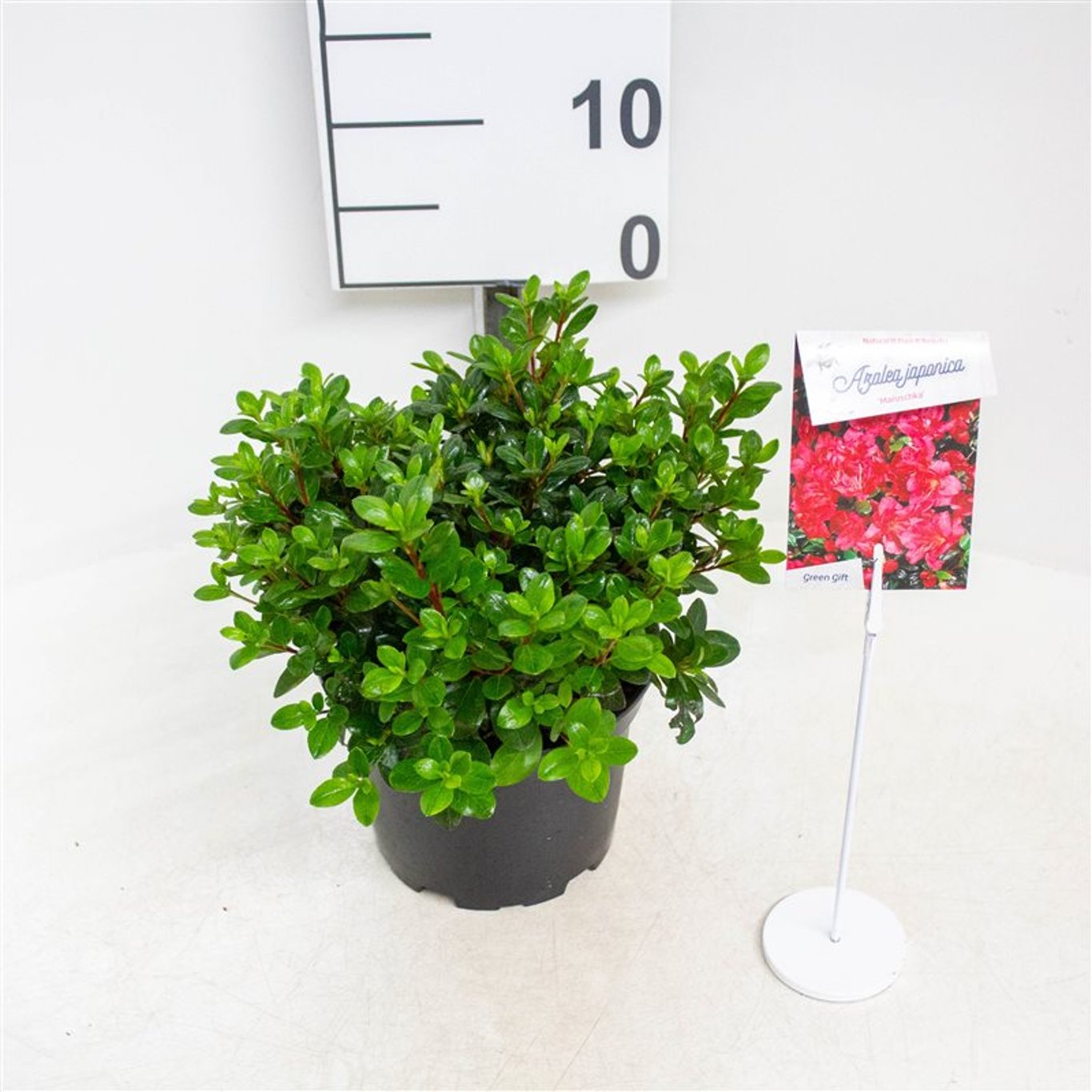 Rhododendron – Rhododendron (AZ); 'Maruschka' - C2 20-25 CM